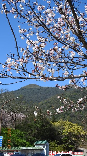 雲山水花鳥蝶 - 天龍國阿伯的日常 3/52053162