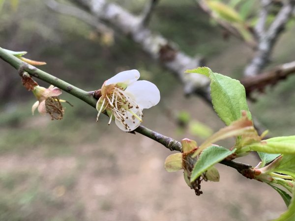 20250129高雄塔羅留山-塔羅留山南峰-他果晏山2705283