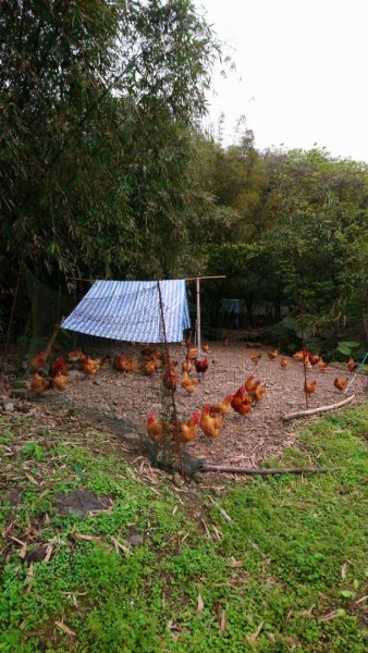 璀璨百年淡蘭古道～崩山坑古道、溪尾寮山、保城坑古道、虎豹潭步道O走1313435