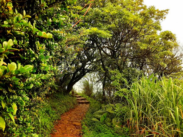 走遍陽明山：擎天崗系｜迷霧中的草原祕境、古道幽境2123782