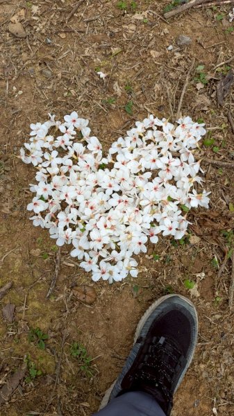 114.05.04三芝桐花步道-百年田梯步道-大鵬足湯公園2779887