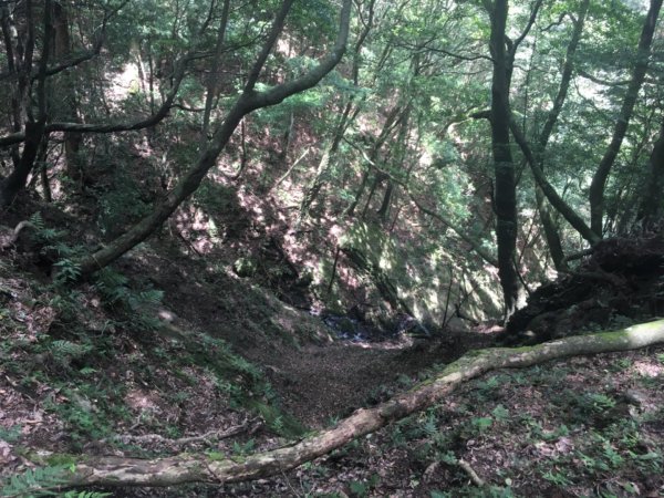 黑森林登山口左線上小島田山、右線下黑森林峰o型走一圈、路徑原始涼爽舒適⋯2189629