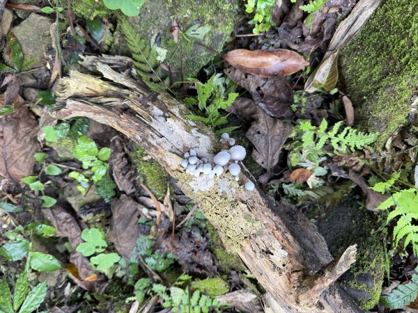 [微笑山線_第八段] 2026_0411 二格山系_西帽子岩3034950