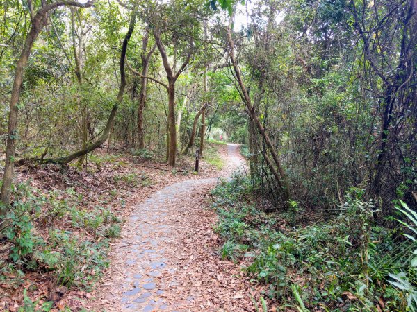 頭嵙山(小百岳#41)大坑4,5,1步道1003727
