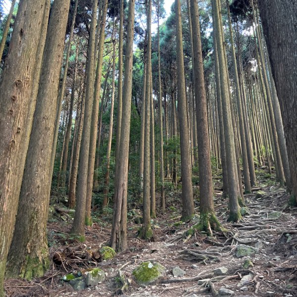 中級山-加里山2636896