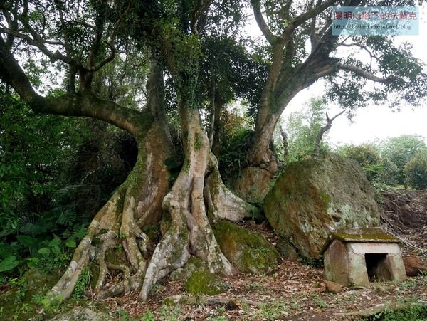 【台北市】陽峰古道南段-頂坪櫻田-尖山(未竟)-第二停車場