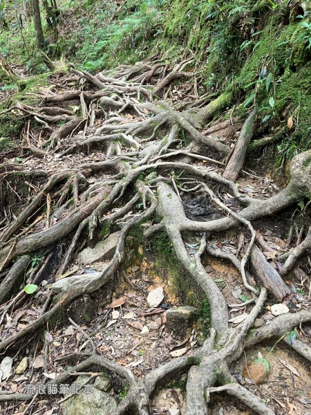 【谷關七雄】八仙山主峰步道2894886