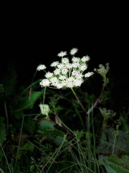 合歡山群峰（南峰、石門山、尖山、東峰）2626773