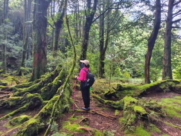 稍來小雪山國家步道、船型山、鞍馬山、鞍馬山東北峰、天池、雪山神木2799847