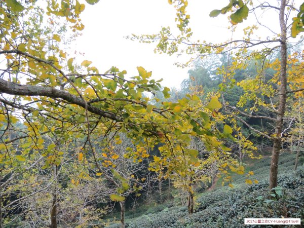 《南投》竹林銀杏｜鹿谷長源圳古道、大崙山銀杏森林、武岫201709212890500