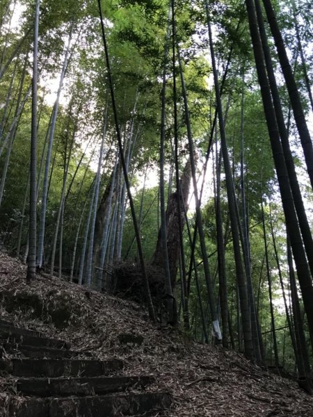 起九芎神木嘉南雲峰.石壁山.好望角432290