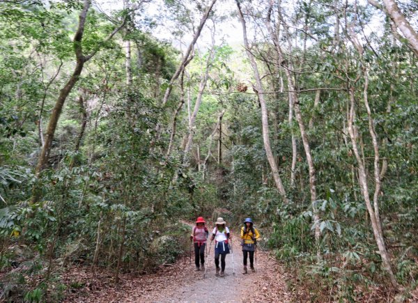 東卯山 東南稜 攀岩賞花趣1355985