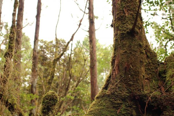 太平山檜木原始林步道181602