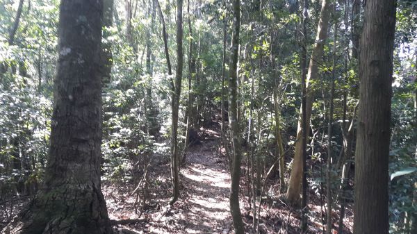 橫嶺山自然步道 2017 08 18156553