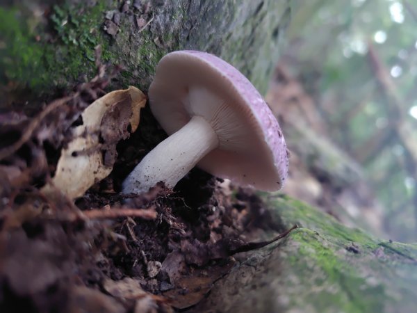 長壽山、肥崠山、醜崠山、大崠山、大崠山經建版2931950