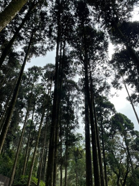 2度強渡關山未竟之藤枝國家森林遊樂區 多納部落 新威森林公園輕鬆走1880495