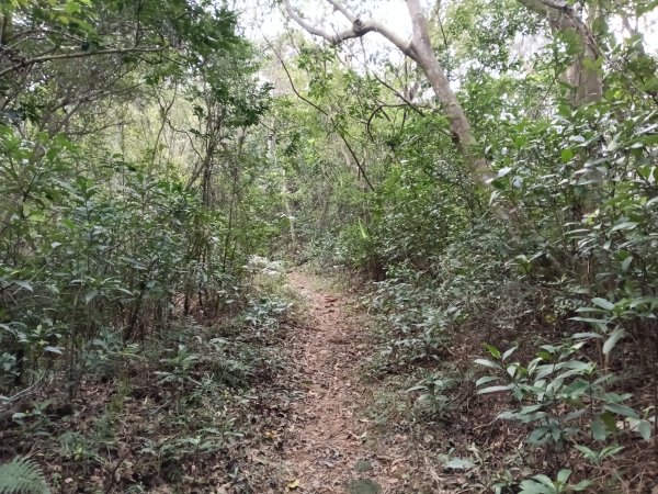 竹東鎮柯子湖山福隆步道稜線路+腰繞路P字走3013369