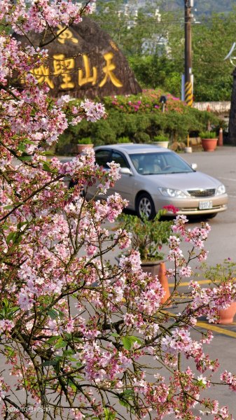 #大鳳蝶 (雌無尾) #綠繡眼 #頂湖小鎮 #紫藤 #觀音山 #日出 #天元宮 #吉野櫻 3/313026516