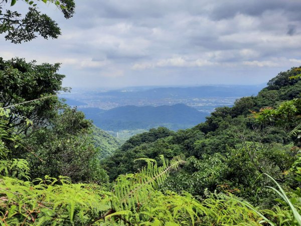 20230715 白雞三山 (鹿窟尖山-雞罩山-白雞山)，高CP好吃的食三麵屋2219482