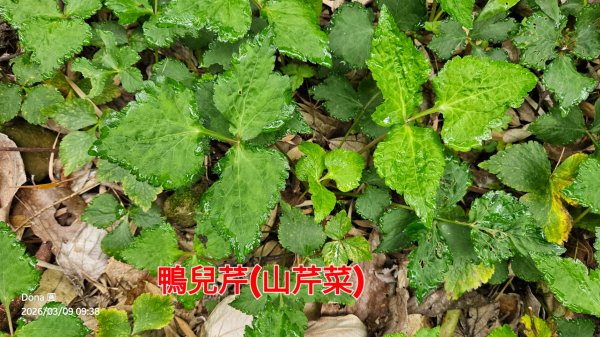 馬武督山西南峰+馬武督山O型走3012843