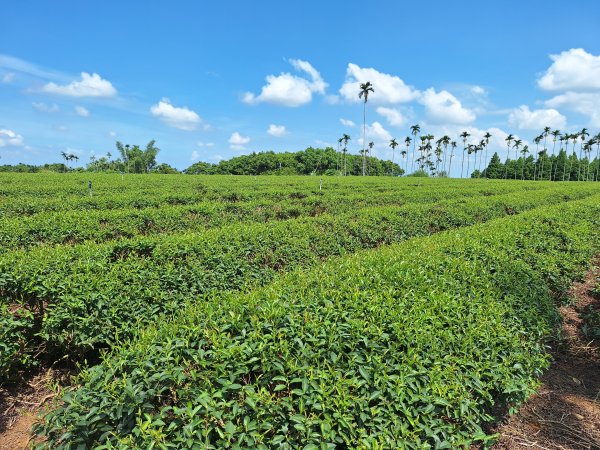 田中森林登山步道＋茶香步道＋赤水崎公園步道202508172862086