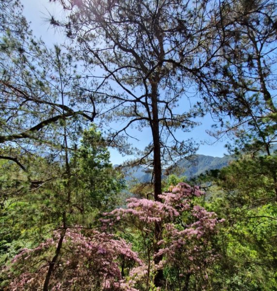 【中級山】谷關七雄東卯山2740992