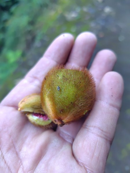 多納六秀 京大山2957512