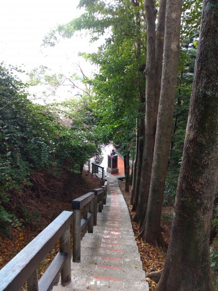 步道巡訪員 l 鯉魚山步道十一月巡訪日誌1188708