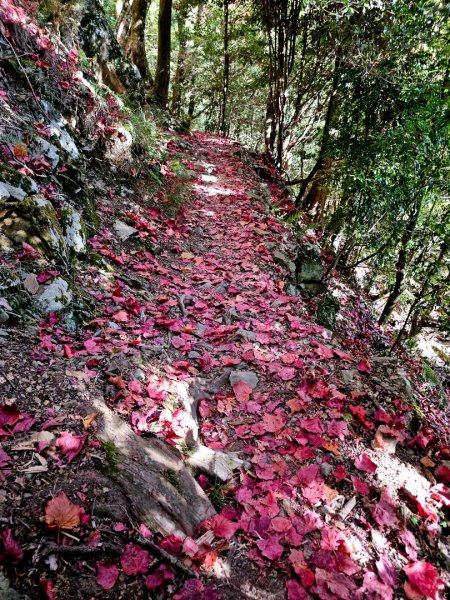 稍來山賞楓2962578