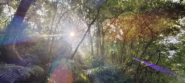 2024/12/14_關刀山步道O型2669309