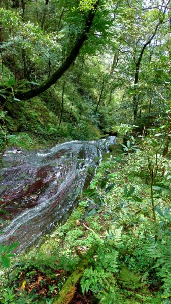 內鳥嘴山、北得拉曼長滿了【水晶蘭】895566