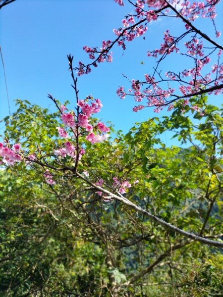 烏來大桶山腳下“秘徑”…桂山路走到底2415523
