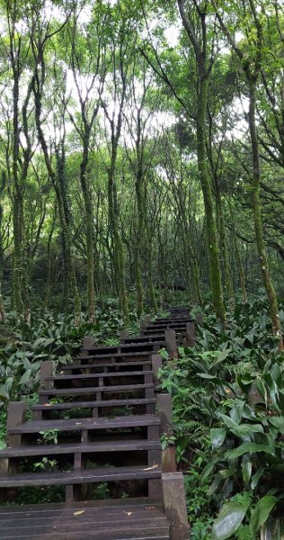 頂湖山（泉源山），青楓步道 ，竹子湖2122987