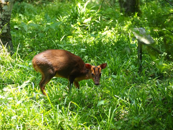 《宜蘭》植物博物館｜員山福山植物園20180518