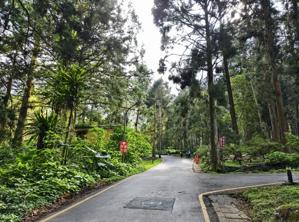 [百山百鳥尋旅-05/15] 2025_0830 溪頭賞鳥步道_賞鳥步道2875037