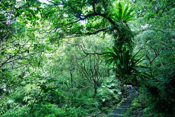 新北 平溪 頂子寮山、五分山3043961