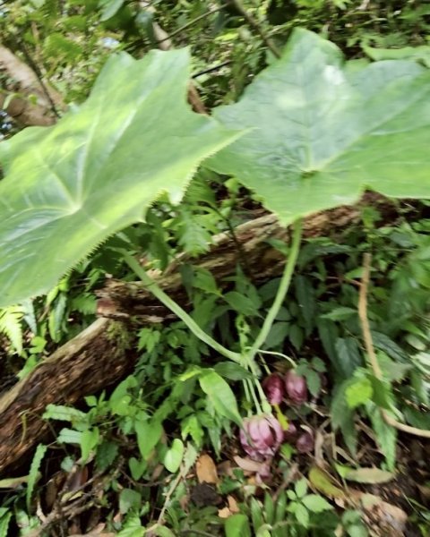 大屯西南稜-上大屯尋找八角蓮採野🥬-貴子坑連走六峰2756168