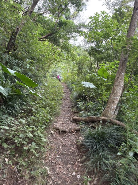 20251129女仍山步道2951777