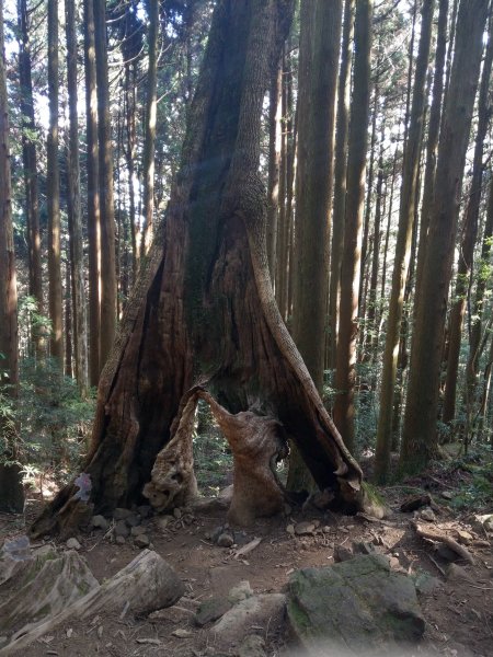 台版富士山「加里山」(小百岳#34) 2020/12/191424806