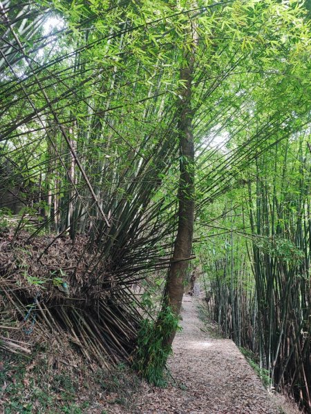 環七星山人車分道步道-陽金公路段 - 走遍陽明山尋寶任務2255034