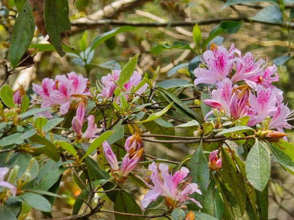 谷關松鶴橋對面的德芙蘭生態步道順登東卯山西南峰2748320