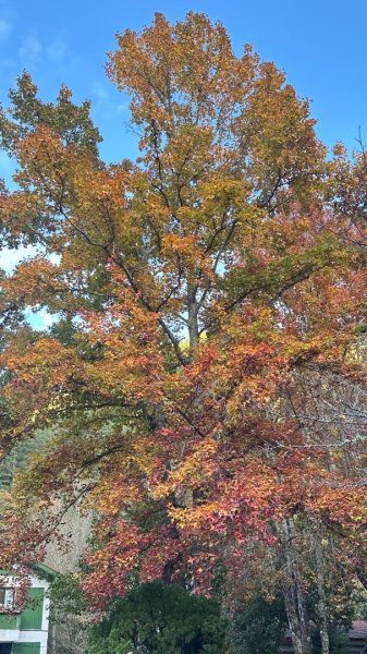 馬武霸下武陵2962396