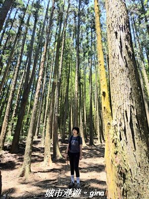 【台中和平】長壽山_肥崠山_山徑3077646