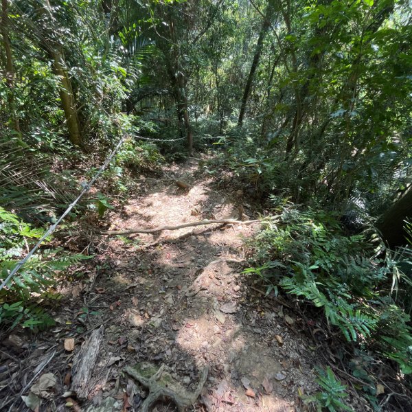 20231102_關西赤柯山（森遊竹縣）2762956