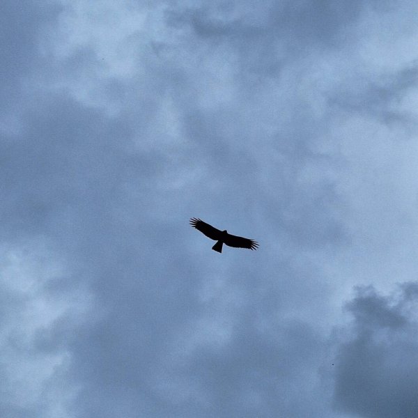 【2025草嶺古道芒花季】完成!2929473