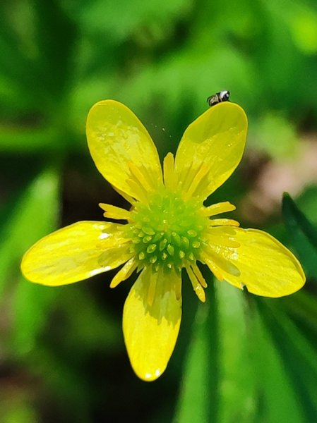 血籐大亂鬥3015536