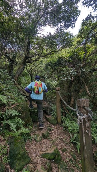 113.06.08阿四坑山-龜公山-牛灶坑山-彰埔坑山2530089