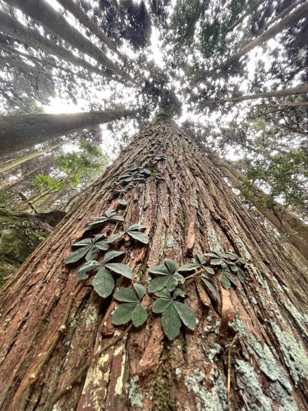 年輕人爬山趣～ 加里山 3/11 20232129278