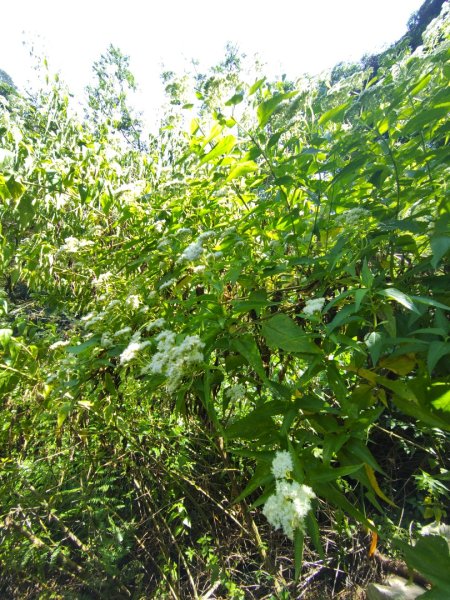 唐麻丹山 蝴蝶谷2918858