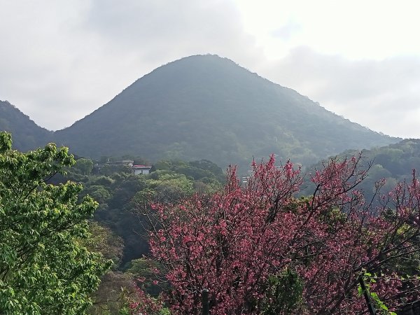 陽春三月暢遊風尾步道→十八份水圳步道→陽峰古道→陽明公園→湖山綠地→橫嶺古道→半嶺步道→猴洞→天母2047573